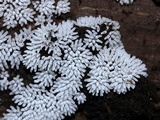 Ceratiomyxa fruticulosa var. fruticulosa image