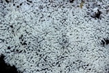 Ceratiomyxa fruticulosa var. fruticulosa image