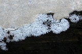 Ceratiomyxa fruticulosa var. fruticulosa image