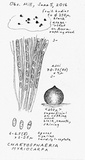 Chaetosphaeria myriocarpa image
