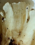 Hydnopolyporus fimbriatus image