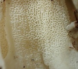 Hydnopolyporus fimbriatus image