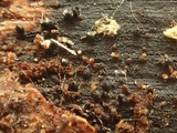 Chaetosphaeria myriocarpa image
