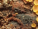 Chaetosphaeria myriocarpa image