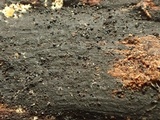Chaetosphaeria myriocarpa image