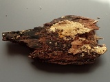 Chaetosphaeria myriocarpa image