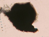 Chaetosphaeria myriocarpa image