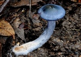 Cortinarius rotundisporus image