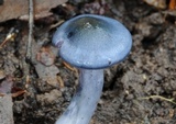 Cortinarius rotundisporus image