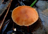 Laccaria lateritia image