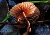 Laccaria lateritia image