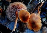 Laccaria lateritia image