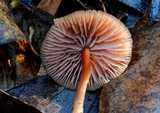 Laccaria lateritia image
