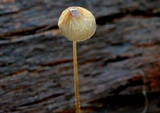 Mycena cystidiosa image