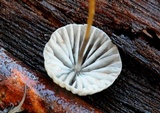 Mycena cystidiosa image