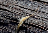 Mycena cystidiosa image