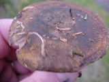 Lactarius sordidus image