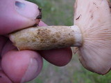 Lactarius sordidus image