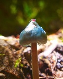 Mycena amicta image