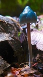 Mycena amicta image