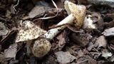 Inocybe rimosa image
