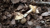 Inocybe rimosa image