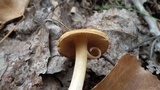Inocybe rimosa image