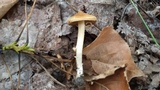 Inocybe rimosa image