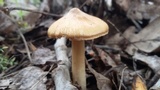 Inocybe rimosa image