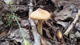 Inocybe rimosa image