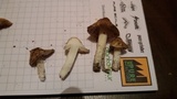 Inocybe rimosa image