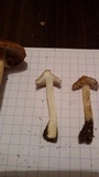 Inocybe rimosa image