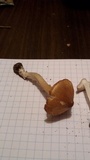 Inocybe rimosa image