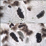 Rinodina parasitica image