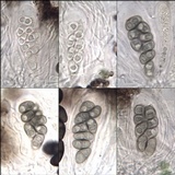Rinodina parasitica image