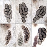 Rinodina parasitica image