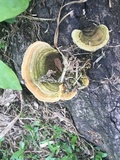 Funalia polyzona image