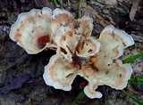 Cotylidia diaphana image