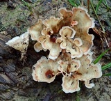 Cotylidia diaphana image