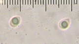 Cotylidia diaphana image