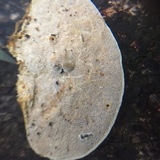 Funalia polyzona image