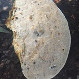 Funalia polyzona image