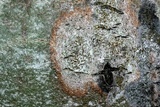 Caloplaca holocarpa image
