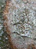 Caloplaca holocarpa image