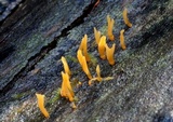 Calocera guepinioides image