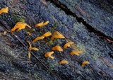 Calocera guepinioides image