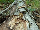 Simocybe centunculus var. centunculus image