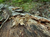 Simocybe centunculus var. centunculus image