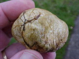 Rhizopogon occidentalis image