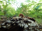 Simocybe centunculus var. centunculus image